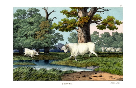 Wild Cattle of Britain de English School, (19th century)