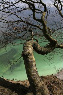Baum am Kreidefelsen de Enrico Schade