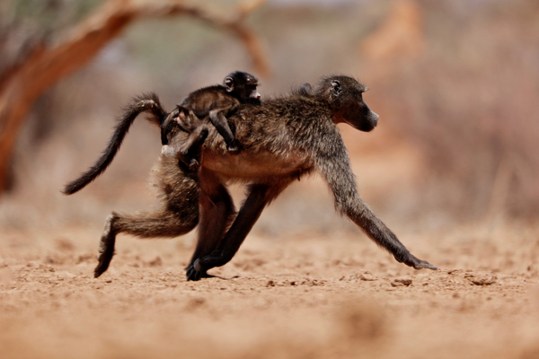 Hitching a ride (baboon) de Eric Meyer