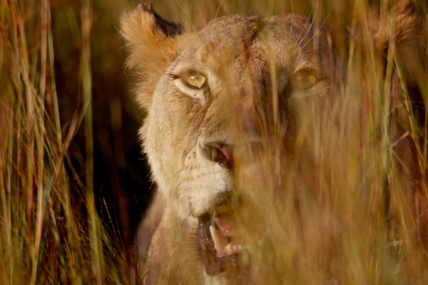Lion in the grass de Eric Meyer