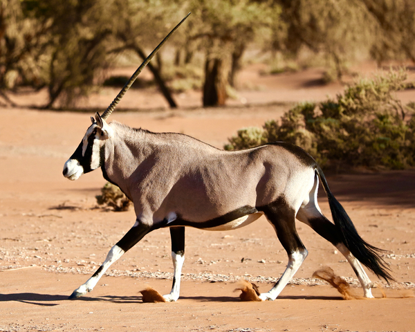 Oryx, Namib Desert de Eric Meyer