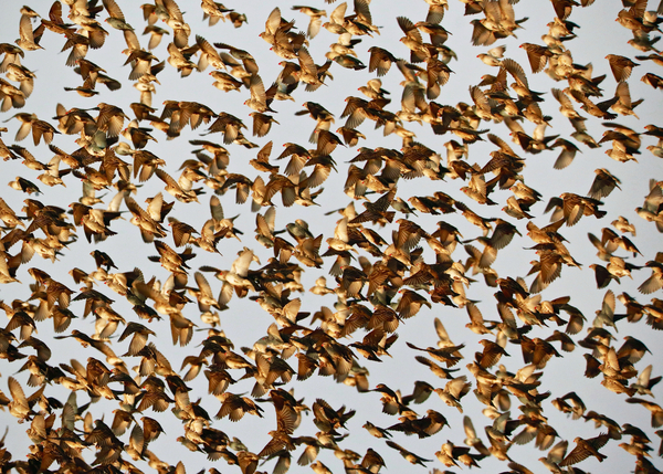Safety in Numbers 2, (red-billed quelea), Namibia de Eric Meyer