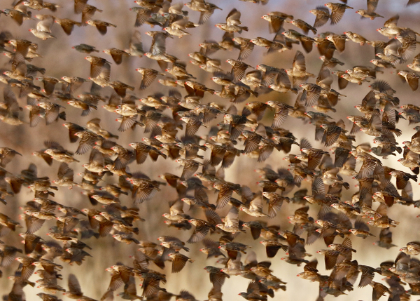 Safety in Numbers 3 (red-billed quelea), Namibia de Eric Meyer