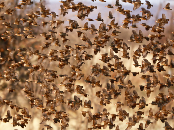 Safety in Numbers (red-billed quelea), Namibia de Eric Meyer