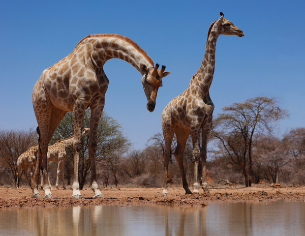 Southern Giraffes de Eric Meyer