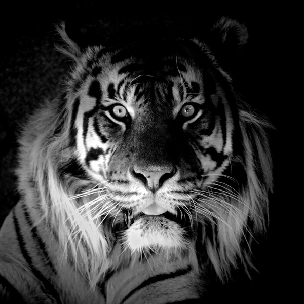 Tiger de Eric Meyer
