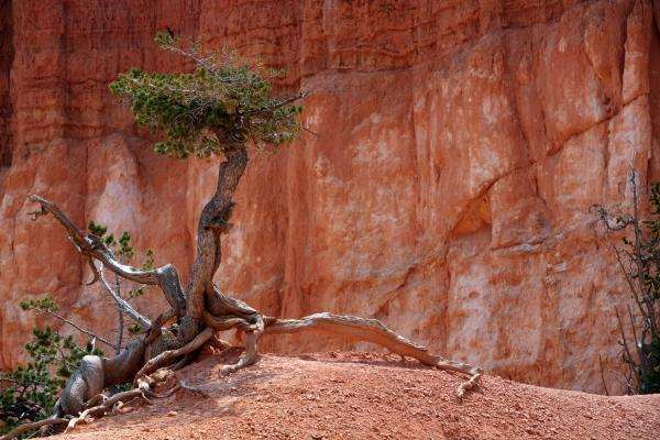 Baum im Bryce Canyon de Erich Teister