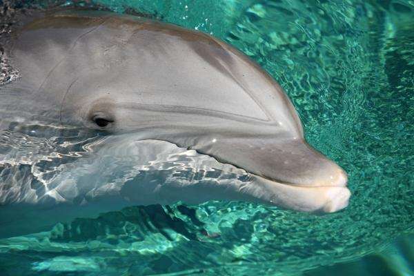 Delfin-Portrait de Erich Teister