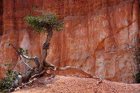 Baum im Bryce Canyon
