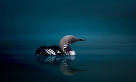 Black - throated Diver