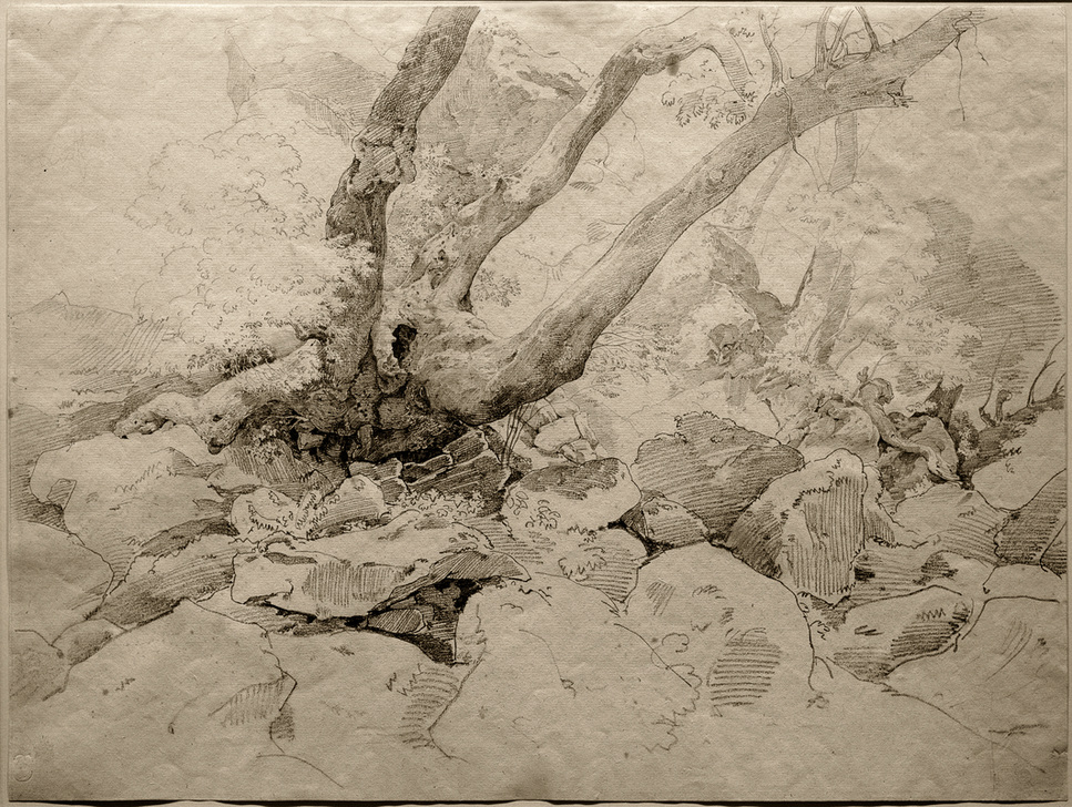 Verkrüppelter Baumstamm auf Felsen de Ernst Fries