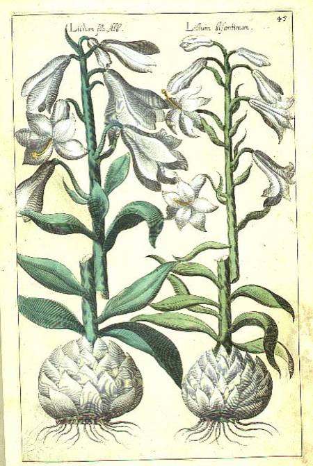 Lily: Two White varieties from `Theatrum Florae' de E.Sweert