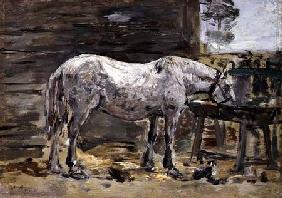 A Horse Drinking