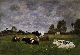 Cattles on the pasture