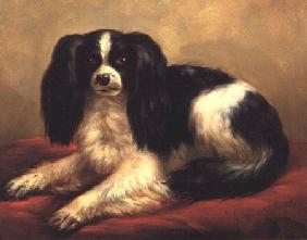 A King Charles Spaniel Seated on a Red Cushion