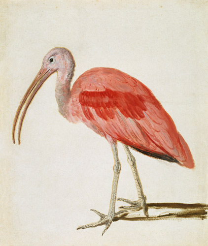 Retrato de un pájaro ibis escarlata de European School