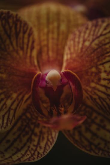 Botanical Series - Orchid Up Close &amp; Personal
