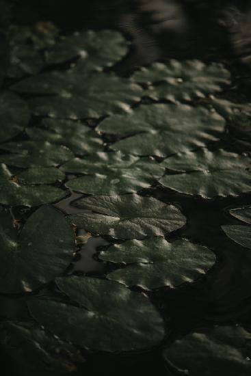 Botanical Series - Water Lily Leaves 1/2
