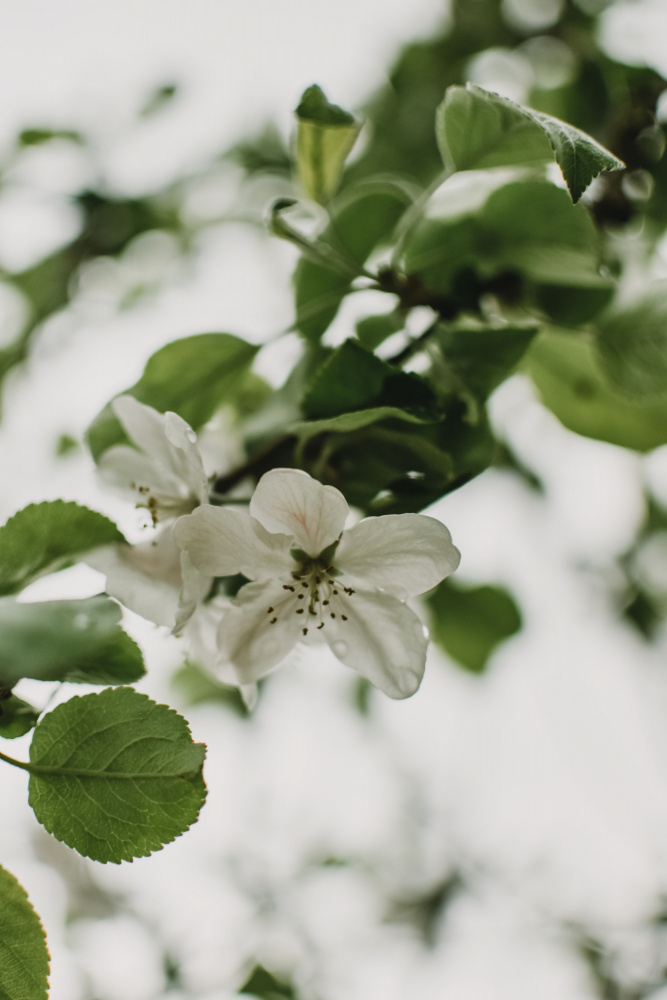 Spring Series - Apple Blossoms in the Rain 10/12 de Eva Bronzini