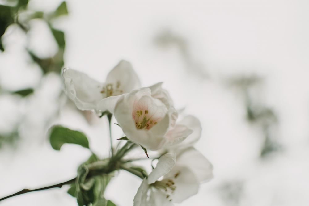 Spring Series - Apple Blossoms in the Rain 12/12 de Eva Bronzini