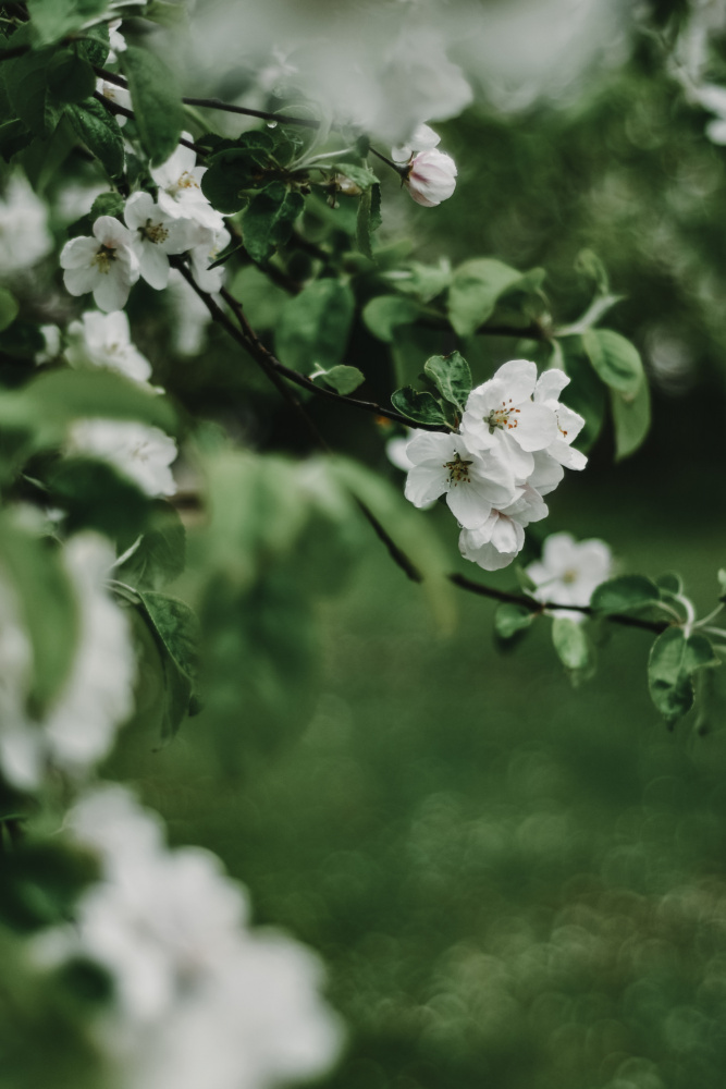 Spring Series - Apple Blossoms in the Rain 6/12 de Eva Bronzini