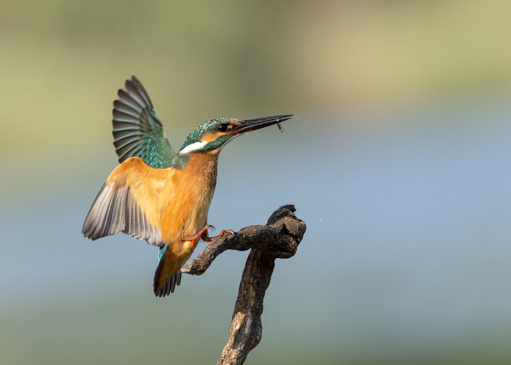 Common kingfisher de Eyal Amer