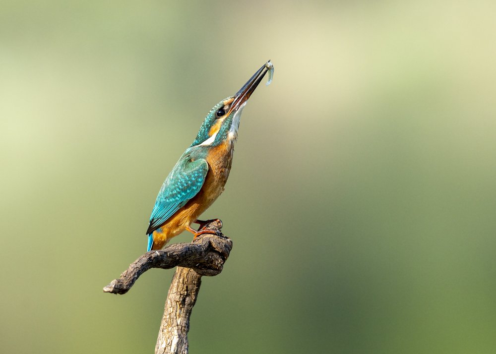 Beautiful kingfisher de Eyal Amer