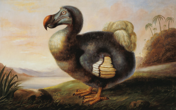 Study of a Dodo de F Hart