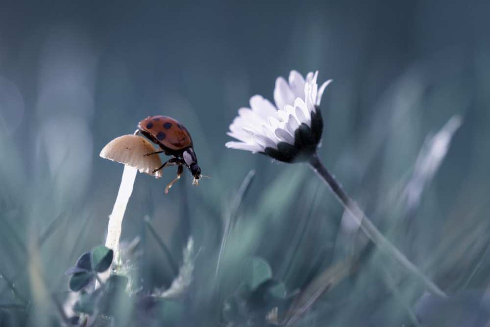 The story of the lady bug that tries to convice the mushroom to have a date with the beautiful daisy de Fabien Bravin