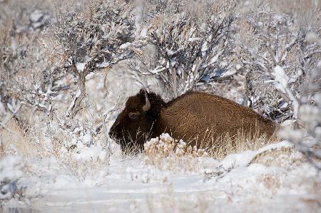 Bison in Winterland