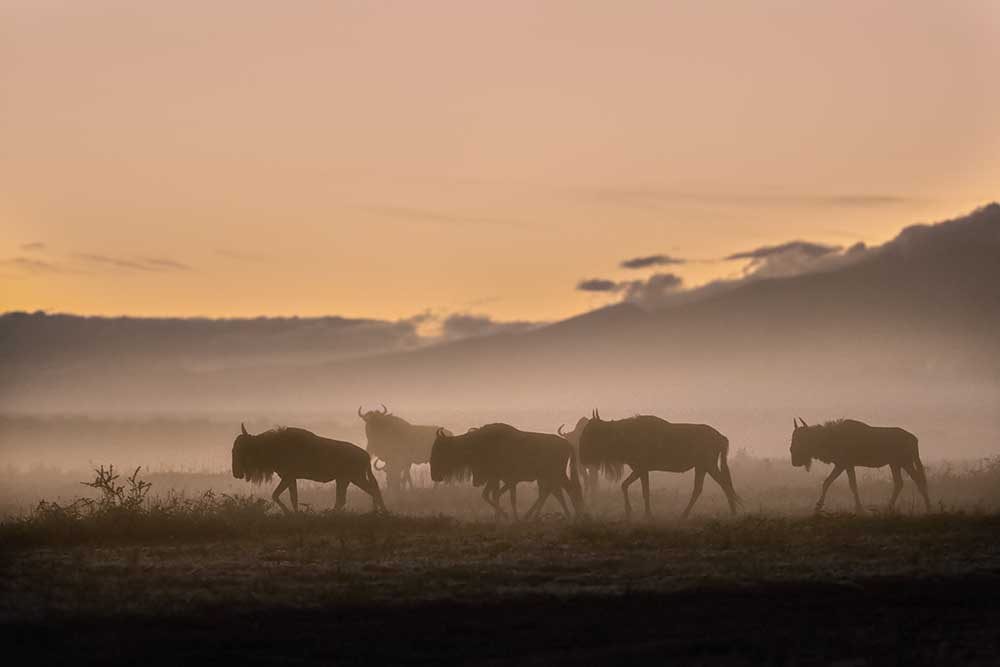 Early morning in Serengeti de Fabrizio Moglia