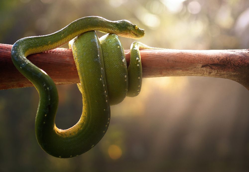 Tree Snake de Fahmi Bhs