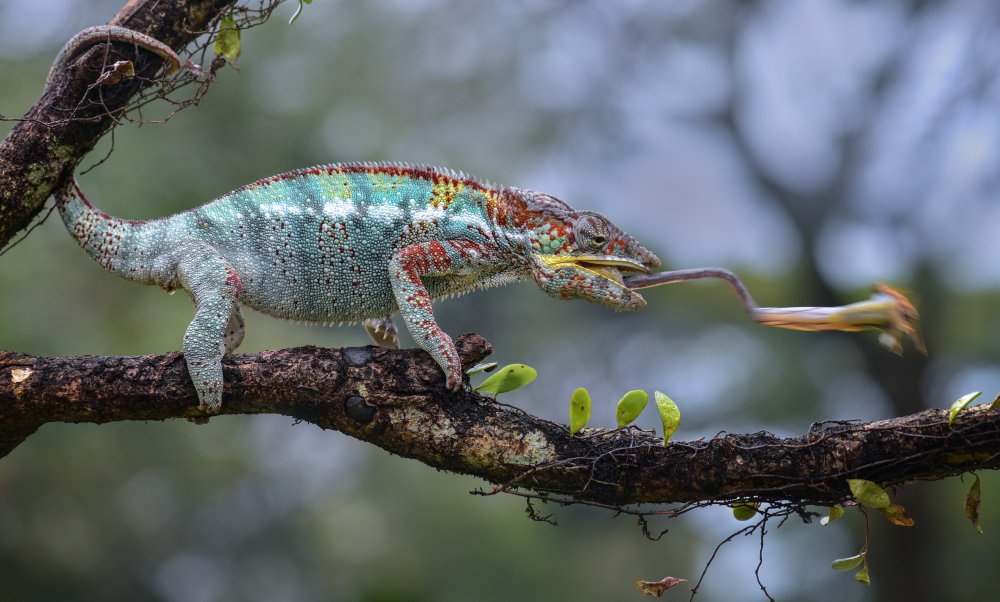 Chameleon de Fahmi Bhs