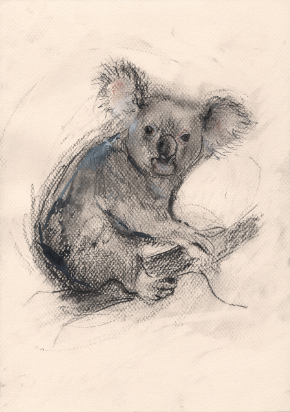 Koala de Faisal Khouja