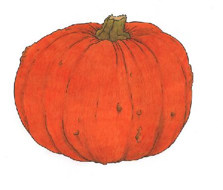Pumpkin study