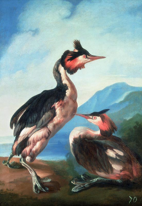 A Pair Great Crested Grebes by a Riverbank de Faustino Durante