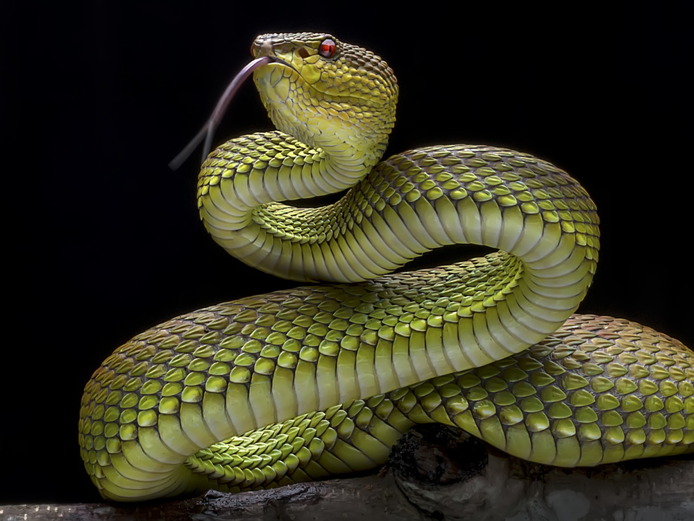 Golden Venomous Viper Snake de Fauzan Maududdin