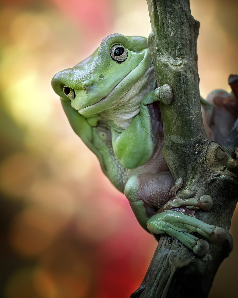 Big Fat Cute Tree Frog de Fauzan Maududdin