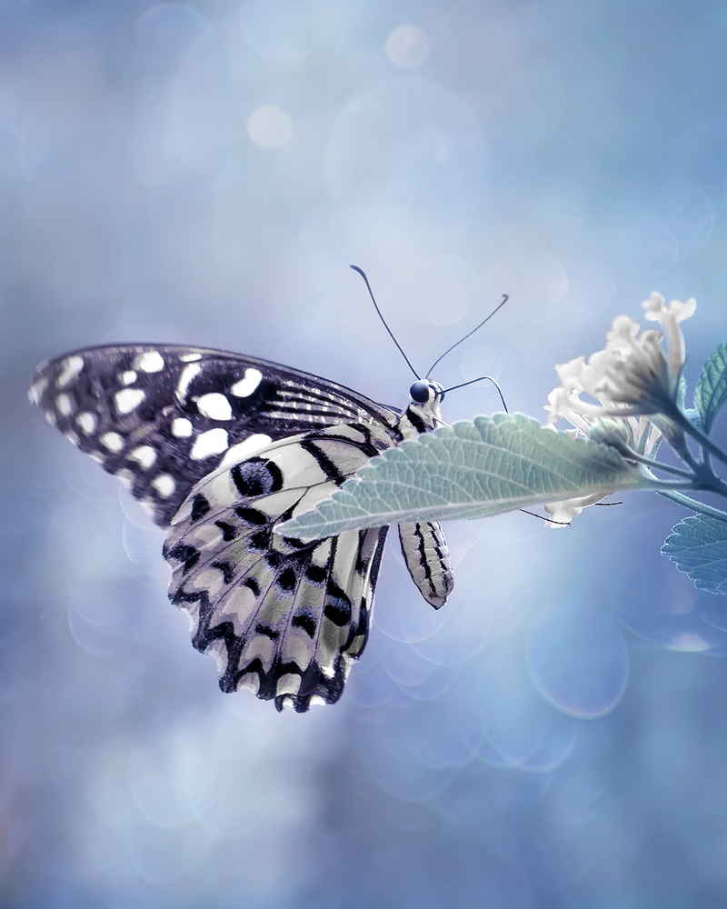 Butterfly in Softly Blue de Fauzan Maududdin