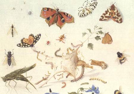 Study of Insects, Flowers and Fruits de Ferdinand van Kessel