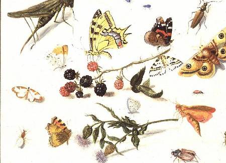 Study of Insects, Flowers and Fruits de Ferdinand van Kessel