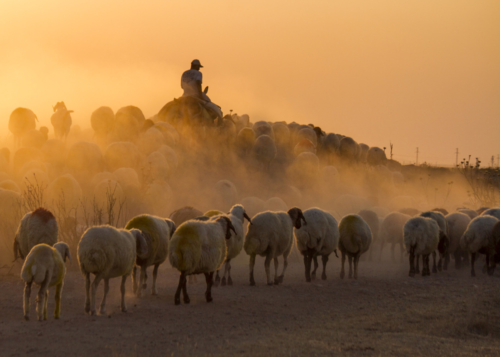 Herd and shepherd de feyzullah tunc