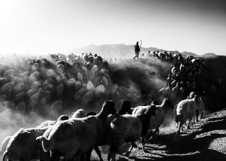 sheep in black and white