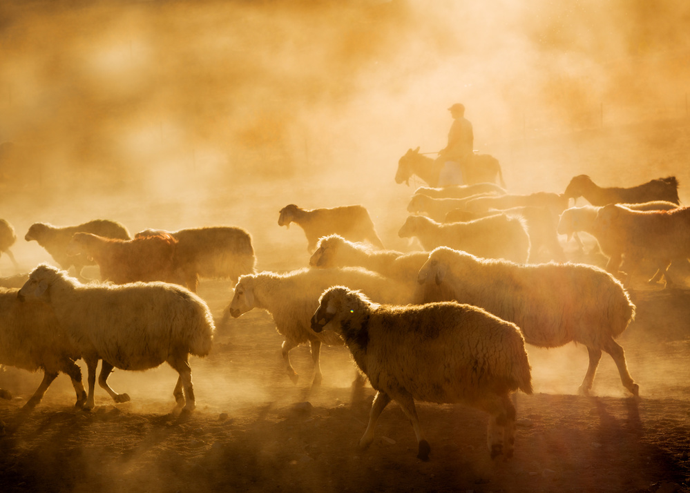 sheep flock de feyzullah tunc