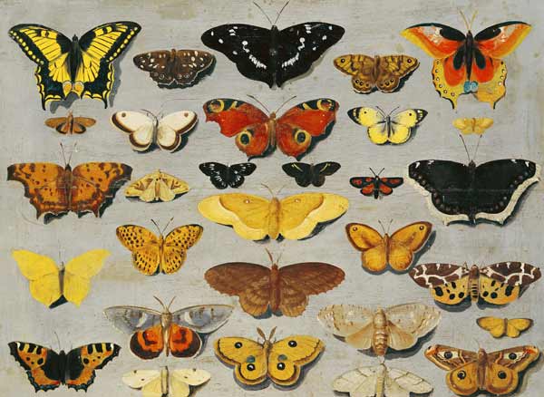 Butterflies de Flemish School