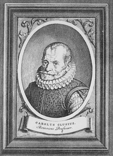 Carolus Clusius de Flemish School