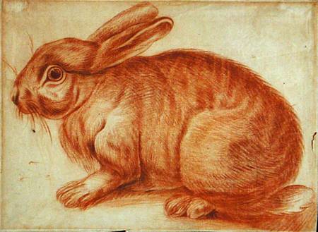 A Rabbit de Flemish School