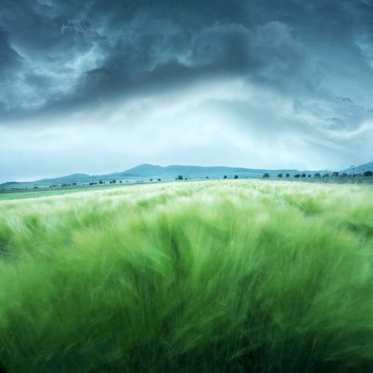 Barley Field de Floriana Barbu