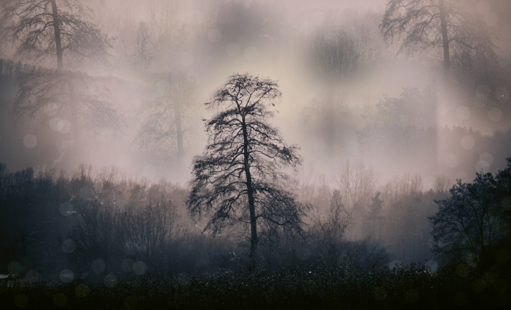 Mystic woods de Foto Tinca