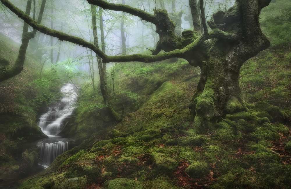 The Enchanted Forest de Fran Osuna